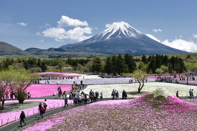 Festiwal Fuji Shibazakura (富士芝桜まつり)